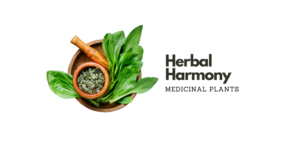 Herbal Harmony