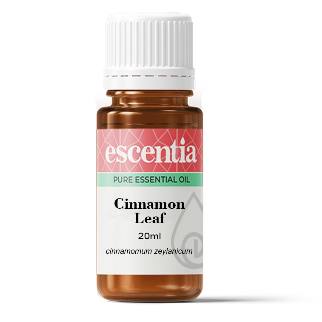 Pure Cinnamon Leaf Essential Oil for pain relief