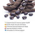 Close-up of Mucuna pruriens seeds and dried pods