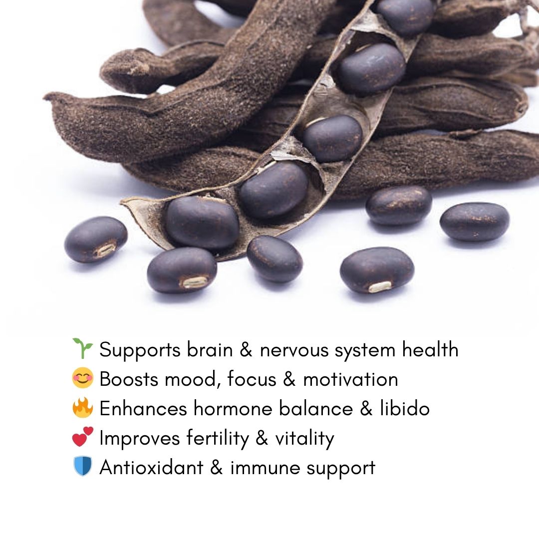 Close-up of Mucuna pruriens seeds and dried pods